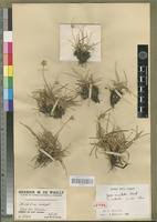 Image result for Cyperus maculatus