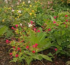 Maybe you would like to learn more about one of these? Four O Clocks Mirabilis Jalapa Wisconsin Horticulture