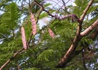 Image result for Acacia polyacantha