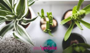 Clairy è un purificatore d'aria naturale che combina le proprietà delle piante con la tecnologia per ridurre l'inquinamento domestico.clairy funziona senza dover cambiare filtri e consuma come mezza lampadina led. 9 Piante Che Purificano L Aria You Specialist
