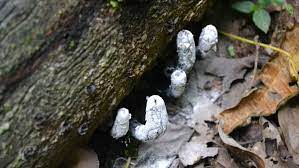 It is a common inhabitant of forest and woodland areas, usually growing from the bases of rotting or injured tree stumps and decaying wood. Dead Man S Fingers Is The Fungus Of Our Nightmares Nerdist