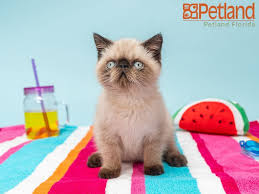 The list of mammals legal to import into the islands consists of guinea pigs, chinchillas, rabbits, mice and rats. Exotic Pets For Sale Florida The Y Guide