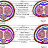 Learn the definition of 'buck's fascia'. 1