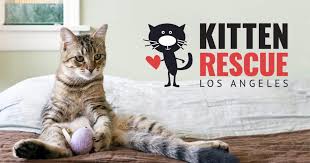 We love cats & kittens. Kitten Rescue Los Angeles