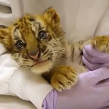 Anak harimau telah pandai berjalan hasil belajar dari pengalaman. Cuteness Overloaded Little Tiger Baby Video Cute Baby Animals Cute Animal Videos Baby Animals