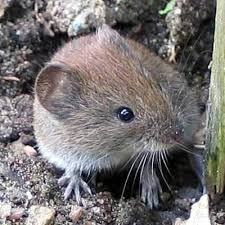 The recent cases are a reminder for campers to be cautious, but not necessarily fearful, according to ucsf infectious diseases expert charles chiu. Hantavirus Mensch Durch Mause Infiziert Infektionen Derstandard At Gesundheit