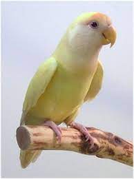 Yellow Lovebird Love Birds Beautiful Birds Cute Birds