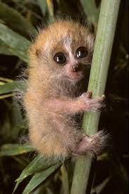 Other Prosimians Lorises Animals Wild Cute Baby Animals Cute Animals