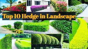 We did not find results for: Top 10 Hedge Used In Landscaping In India Hedge Plants For Landscape Best Plants For Landscape Youtube