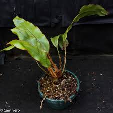 Image result for Elaphoglossum conforme