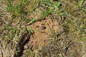 Maybe you would like to learn more about one of these? How To Get Rid Of Ants In Grass Naturally Once And For All Lawn Chick