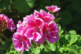 Image result for Pelargonium