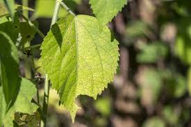 Image result for Tragia shirensis