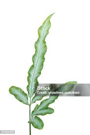 Image result for Pteridaceae