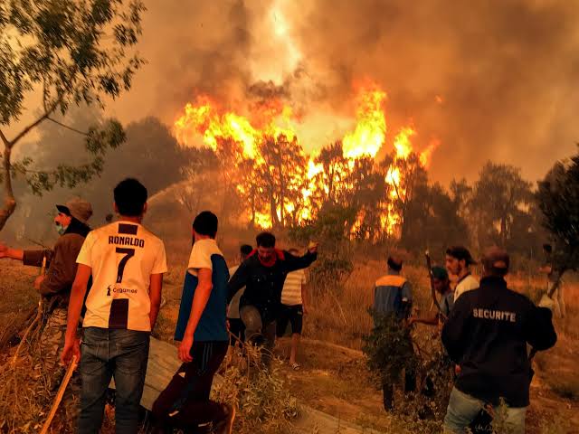 Why did wildfires claim so many lives in Algeria? | Opinions | Al Jazeera