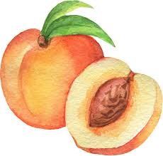 Pen and watercolor is an awesome combination for rendering details and little snapshots of life. Amazon Com Simple Fruit Watercolor Painting Healthy Garden Drawing Cartoon Vinyl Sticker 12 Wide Peach Apricot Automotive
