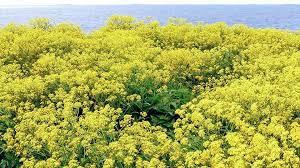 Image result for Berlinia orientalis