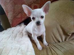 Chihuahua Puppies For Sale Terrific Pets Find The Perfect Chihuahua Puppies From All Over The Worl Chihuahua Puppies Chihuahua Dogs Clothes Teacup Chihuahua