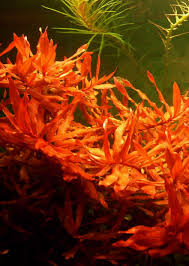 Image result for Nesaea