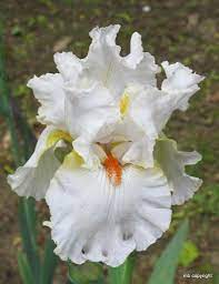 Photo Of The Bloom Of Tall Bearded Iris Iris Casting Crowns Posted By Margieny All Things Plants Iris Garden Iris Bearded Iris