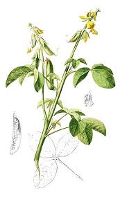 Image result for Crotalaria barnabassii
