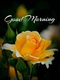 We did not find results for: Sign In Good Morning Beautiful Flowers Good Morning Roses Good Morning Flowers