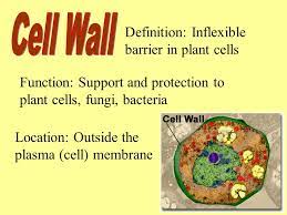 Maybe you would like to learn more about one of these? Cells Biology Section 7 3 All Cells Contain Organelles But Not All Organelles Are Surrounded By Membranes Prokaryotes Do Not Contain Any Organelles Ppt Download