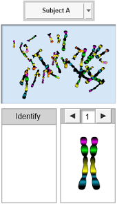 This is the human karyotyping student exploration document translated into french. Https El Gizmos S3 Amazonaws Com Materials Humankaryotypingse Pdf