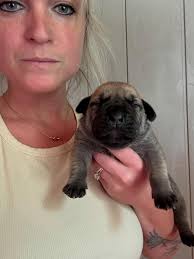 Danielle Vonau ~ South African Boerboel Breeder