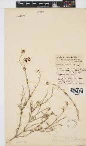 Image result for Triraphis schinzii