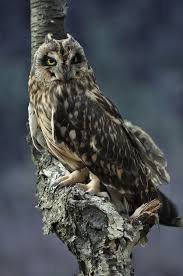 Black Bird With Orange Belly Michigan An Enchanted Realm Short Eared Owl Owl Owl Photos