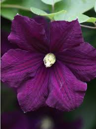 Buy clematis vine online at bestseedsonline.com. Clematite Italienne Etoile Violette Clematis Viticella Le Jardin Du Pic Vert