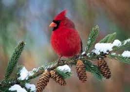 Bird That Sounds Like A Car Alarm Canada Red Cardinals And Car Alarms Cardinal Birds Beautiful Birds Birds