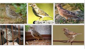 Cara gampang mencari artikel omkicau.com, klik di sini. Info Burung Branjangan Harga Terbaru 2021 Jenis Varian Dan Makanan