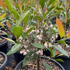 Image result for Annickia ambigua