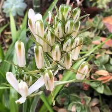 Image result for Albuca