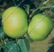 Specimen trees for instant impact. Buy Bountiful Apple Tree Online Free Uk Delivery Free 3 Year Tree Warranty