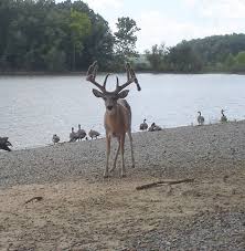 Historically, land between the lakes offers annual spring turkey hunts through a quota hunt application system. Hunting A Lbl