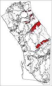 Image result for Chascanum pumilum