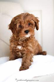 Cavapoo Puppies For Sale Near Me Puppies Near Me Perros