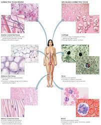 Part 4 Tissues Centre Of Excellence In 2021 Anatomy And Physiology Human Anatomy And Physiology Biology