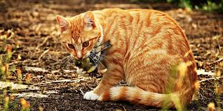 Wenn wir von katzen sprechen, dann sind eigentlich streng genommen immer alle katzenarten gemeint, neben dem stubentiger eben auch. Australien Will Verwilderte Hauskatzen Ausrotten News