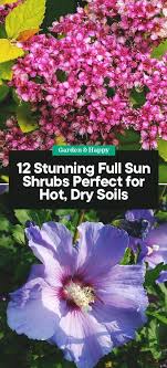 Sign up to get free shipping. 12 Stunning Full Sun Shrubs Perfect For Hot Dry Soils Garden And Happy Full Sun Perennials Full Sun Shrubs Sun Perennials