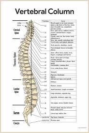 Anatomy Medical Skeletal System Anatomy Human Anatomy And Physiology Medical Anatomy