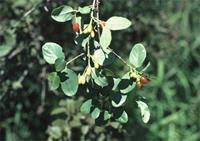 Image result for Berchemia zeyheri