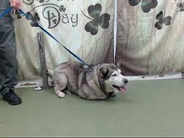 We are not able to hold animals for adopters for any reason. San Bernardino Ca Husky Meet Urgent 3 29 Devore A Pet For Adoption Pet Adoption Pets Animal Rescue