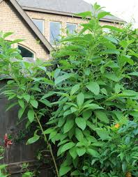 Image result for Iochroma