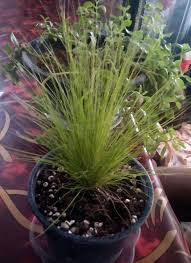 The first step in planting grass seed correctly is to prepare the soil. What Is This Grass Like Plant Gardening Landscaping Stack Exchange