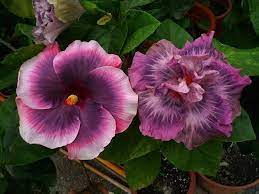 Pin On Hibiscus