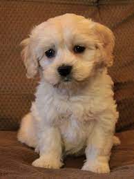 Earn points & unlock badgeslearning, sharing & helping adopt. Puppies For Sale Havanese Puppies Havanese Dogs Beagle Mix Puppies